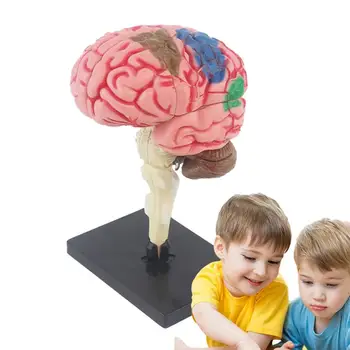 Smegenų modelis vaikams Anatominis modelis, mokantis medicinos modelio su ekrano pagrindo spalvomis koduojamu smegenų smegenų 