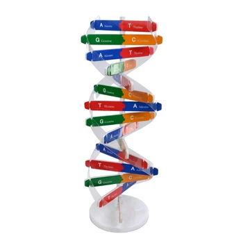2024 Naujas 13in surinkimas Realus žmogaus DNR modelis Mokslas STEAM žaislas smegenų vystymuisi