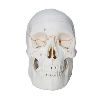 Žmogaus galvos skeleto anatomijos modelis Gyvenimo dydis Anatominis žmogaus galvos skeleto modelis H7EC