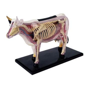 Gyvūnų organų anatomijos modelis 4D karvės intelekto surinkimas Žaislų mokymo anatomijos modelis 