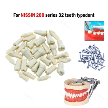 Dantų dantų modelis Įsukami pakaitiniai dantys Suderinamas NISSIN 200 tipas odontologijos paruošimo mokymams Mokykite dervos medžiagos