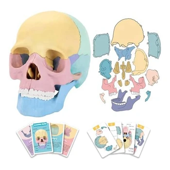1Set Human Anatomy Skull Puzzle Detachable Mini Human Skull Model Clinic Teaching