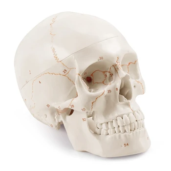 Anatominis žmogaus kaukolės modelis, 3 dalių, sunumeruotas, gyvybės dydis