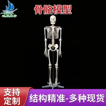 Žmogaus skeleto modelis 180Cm biologinis modelis nuimamas medicinos mokymo skeleto modelis