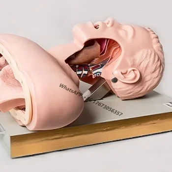 GD/J50 Bendrosios praktikos gydytojas Žmogaus kvėpavimo takų intubacijos simuliatorius