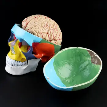 1:1 Mastelis Spalvingas žmogaus kaukolės skeleto suaugusiųjų galvos modelis su smegenų kamieno anatomijos medicinos mokymo priemonių tiekimu